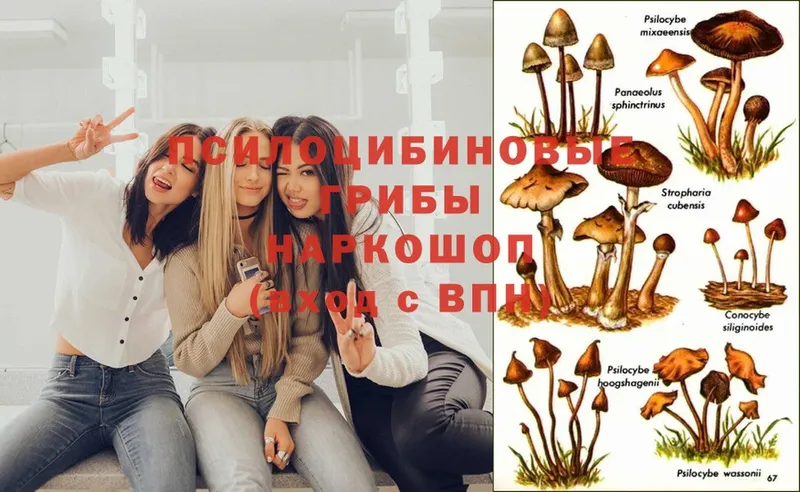 наркотики  нарко площадка клад  Псилоцибиновые грибы MAGIC MUSHROOMS  Железногорск 